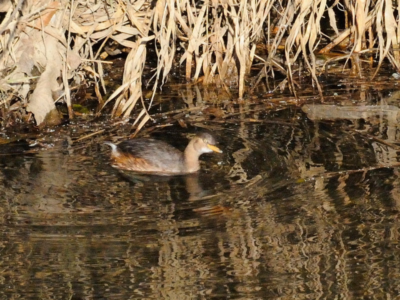 JCcuᒹiQ-1j@ᒹ@s@V̐@2016/12/07@Photo by Kohyuh