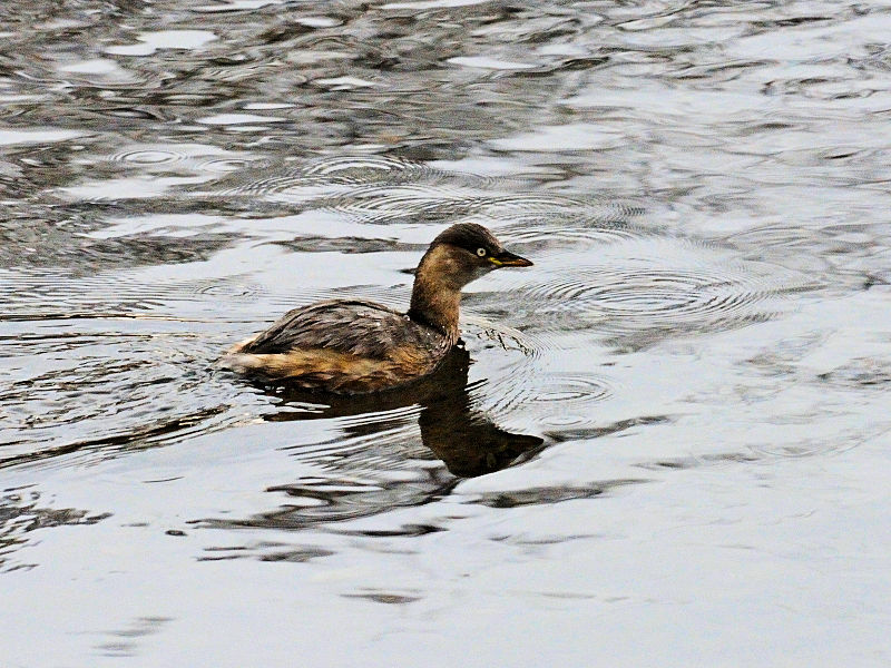 鴨川の野鳥たち（１５態-15）　鴨川　京都市　2017/01/04　Photo by Kohyuh　（写真提供：　好酉）