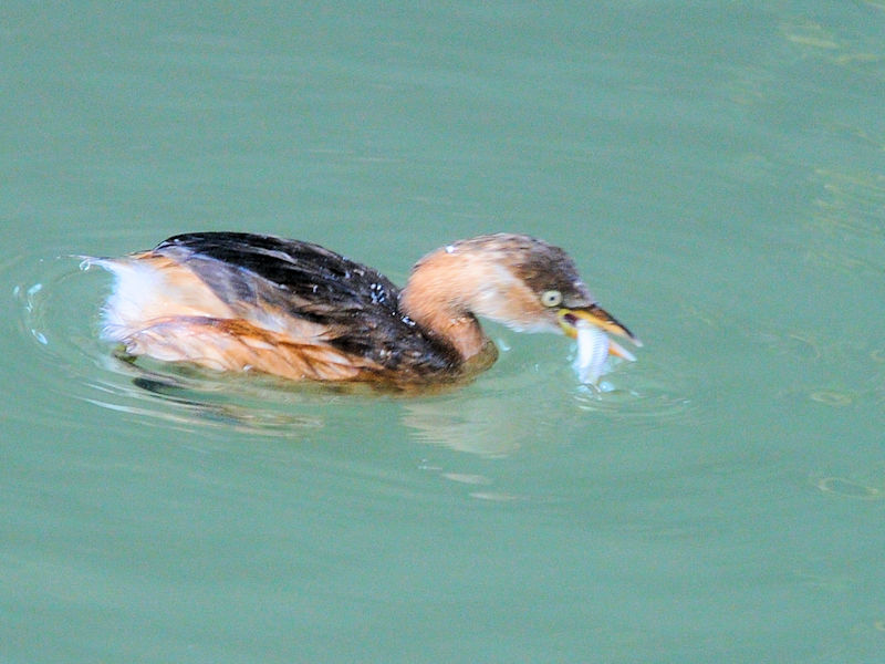 JCcu@@J@s@2022/12/22@Photo by Kohyuh