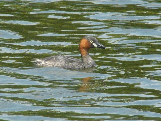 A@JCcu@@ĉH@@s@s̐X@2008/09/05@Photo by Takase