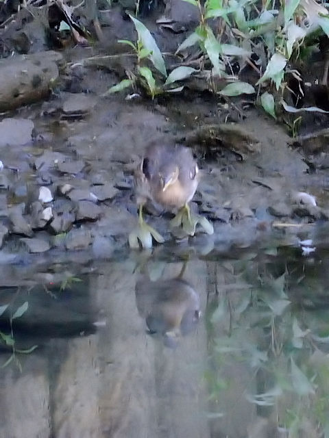 JCcu@iQ-2j@ᒹ@~H@s@J@2014/10/18@Photo by Kohyuh