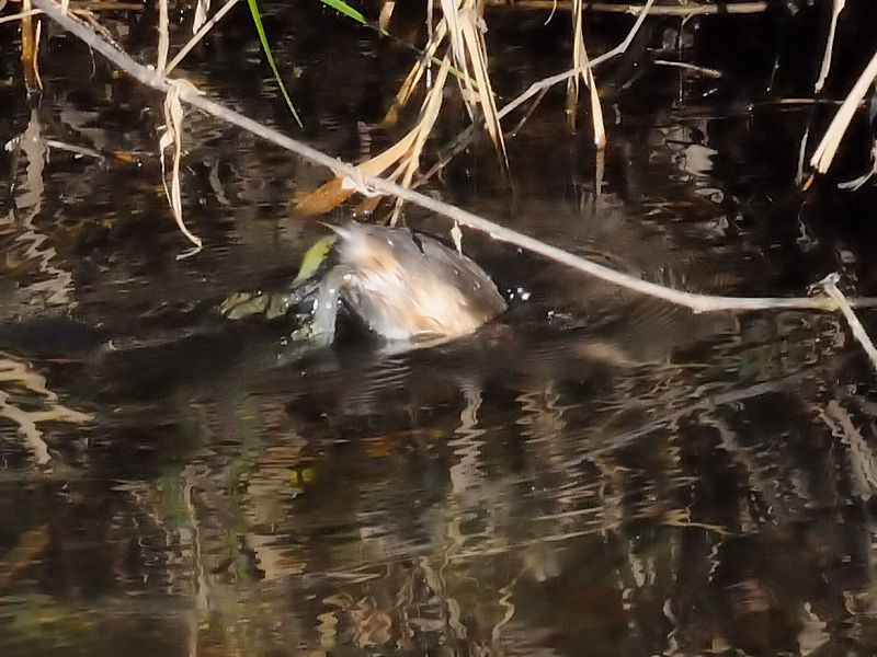 JCcuᒹiQ-2j@ᒹ@s@V̐@2016/12/07@Photo by Kohyuh