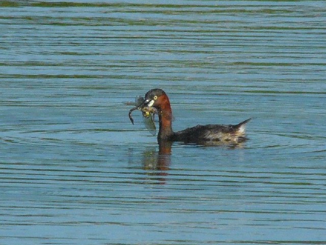B JCcu@@ĉH@s@s̐X 2008/08/31@Photo by Takase