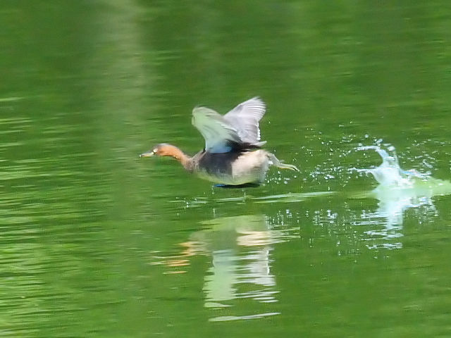 G JCcu@@@s@Rcr@2013/09/27@Photo by Kohyuh