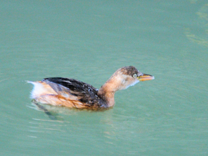 JCcu@@J@s@2022/12/22@Photo by Kohyuh