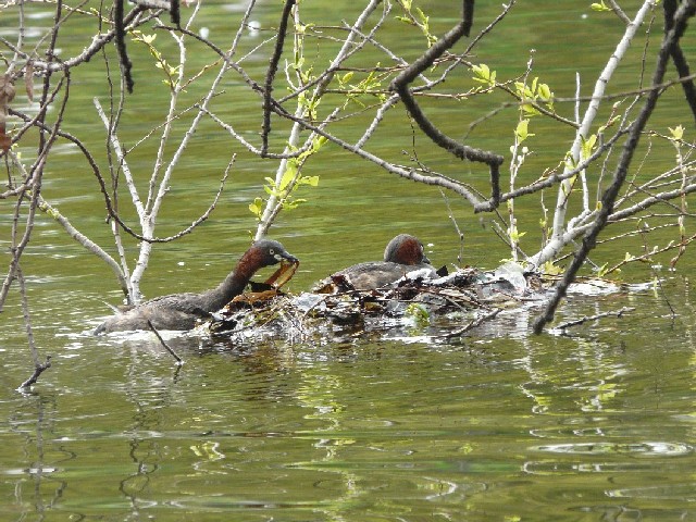 C JCcȗ@@ĉH@@s@Rcr@2008/04/16@Photo by Takase