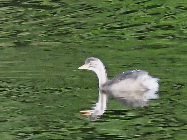 D JCcu@c@@s@Rcr@2011/09/24@Photo by Kohyuh