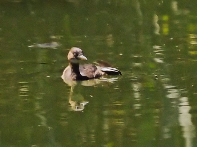 E JCcu@ᒹ@@s@Rcr@2013/09/27@Photo by Kohyuh