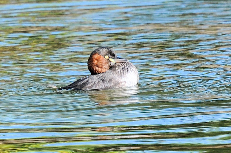 JCcu̖ёU@Rcr@s@{@2021/11/17@Photo by Kohyuh