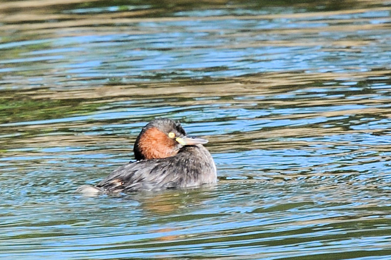 JCcu̖ёU@Rcr@s@{@2021/11/17@Photo by Kohyuh