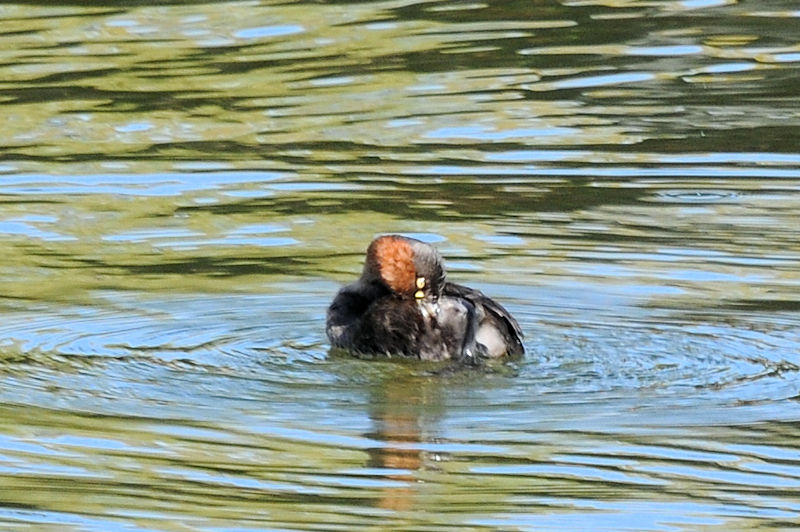 JCcu̖ёU@Rcr@s@{@2021/11/17@Photo by Kohyuh