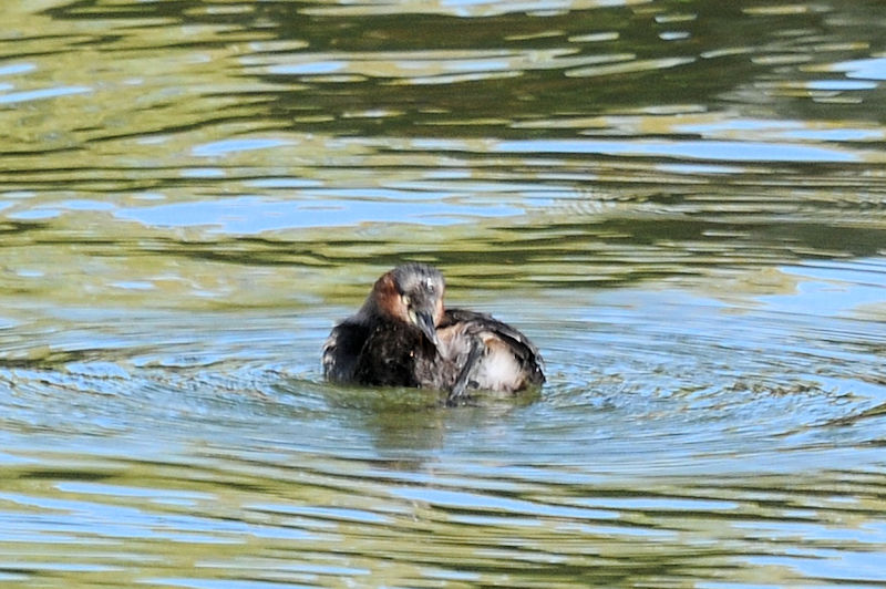 JCcu̖ёU@Rcr@s@{@2021/11/17@Photo by Kohyuh