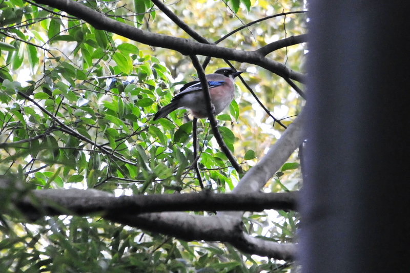 カケス　石清水八幡宮周辺　男山　八幡市　2015/02/05　Photo by Takase