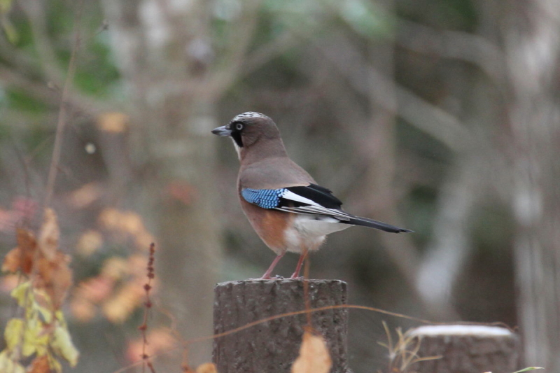 JPX iS-1j@@㍂n@쌧@2014/11/14@ Photo by Manda