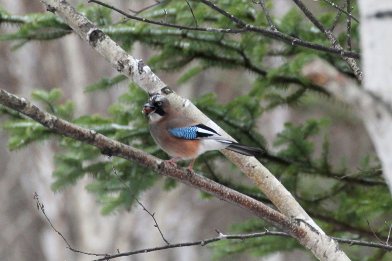 JPX iS-2j@@㍂n@쌧@2014/11/14@ Photo by Manda