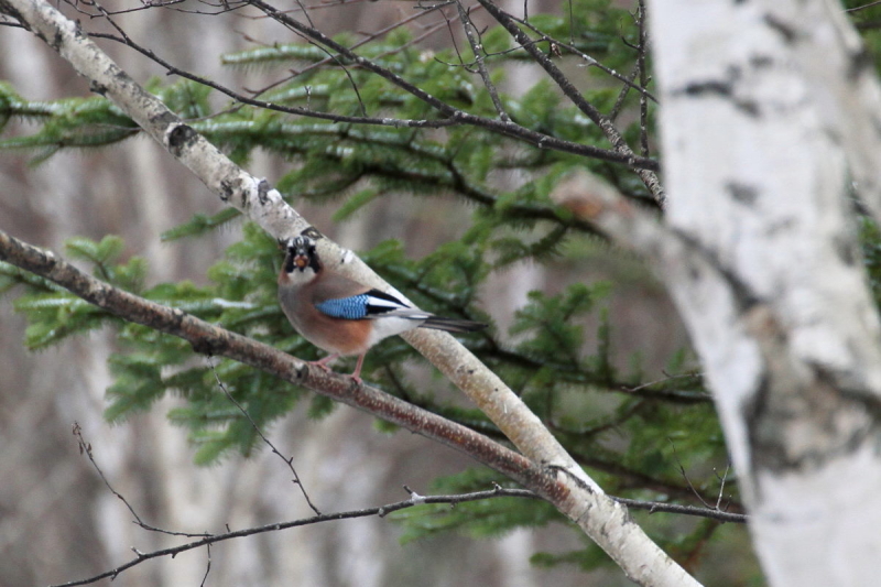 JPX iS-3j@@㍂n@쌧@2014/11/14@ Photo by Manda