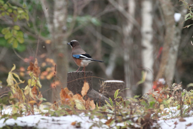 JPX iS-4j@@㍂n@쌧@2014/11/14@ Photo by Manda