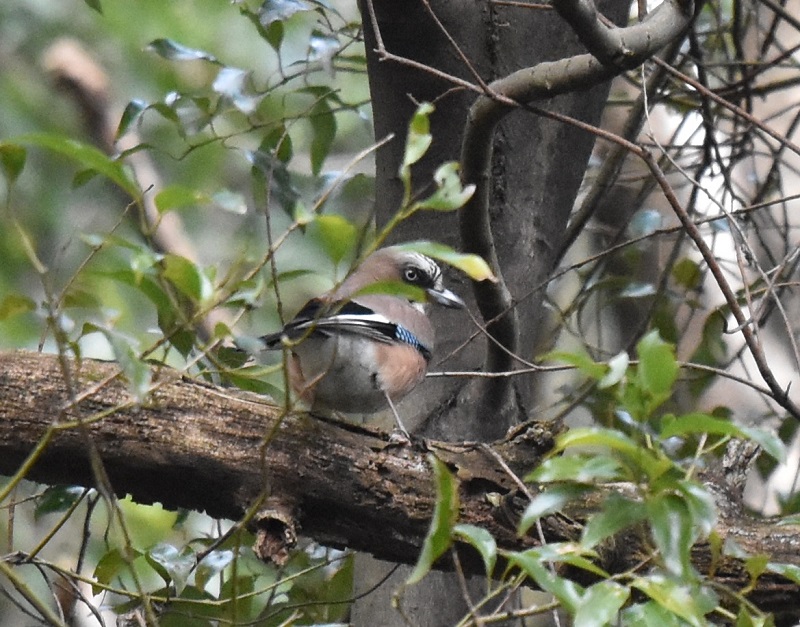 JPX@@s@jR@2017/02/12@Photo by Hayashi@iʐ^񋟁F@сj