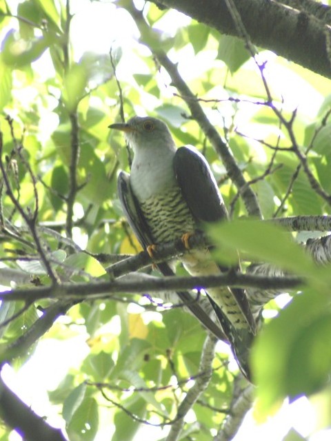 A  JbRE@s@w@2007/09/05@Photo by Shiba