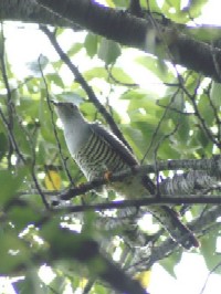 《カッコウ》 クリックで拡大する。