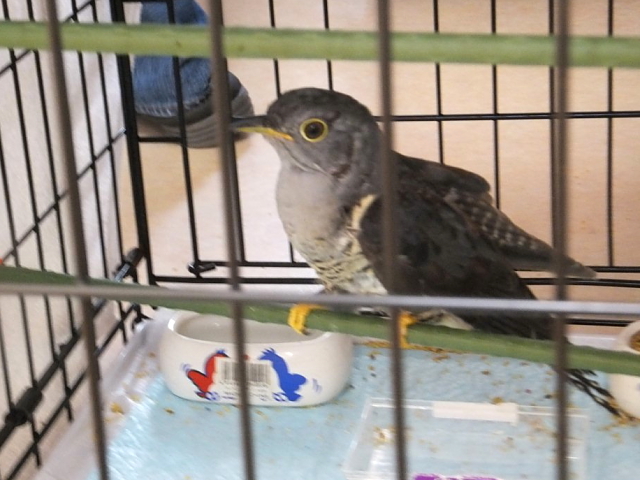 ① カッコウ　若鳥　京都　2011/10/25　Photo by kaku　（写真提供：　賀来）