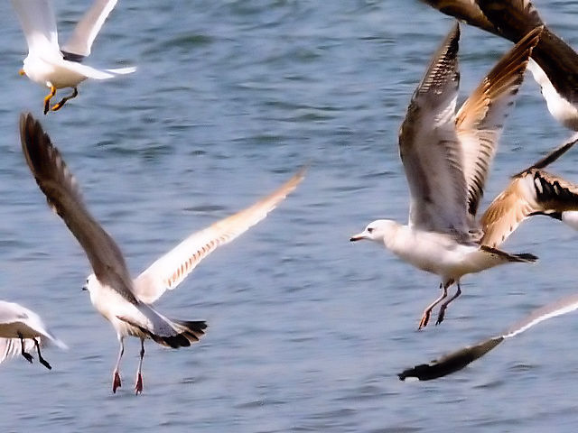 A J@1~H@썶݁@s@2010/04/28@Photo by Kohyuh