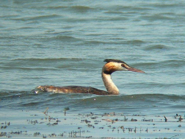 @ JJCcu@(ĉH)@ Îs@i΁@2006/09/20@Photo by Takayama