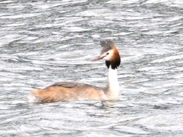 B JJCcu@ĉH@s@썶݁@2010/05/12@Photo by Kohyuh