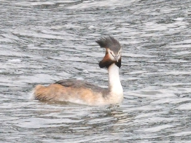 C JJCcu@ĉH@s@썶݁@2010/05/12@Photo by Kohyuh