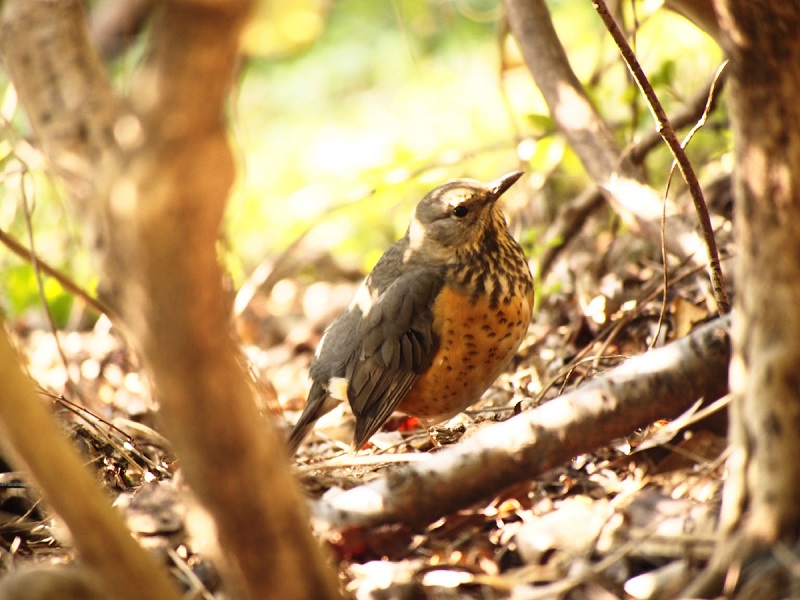 JAJn @@Βn@2017/02/16@ Photo by Nagamura@iʐ^񋟁F@j