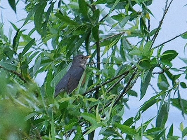 @ JAJn @@썶݁@s@2009/05/01@ Photo by Takase