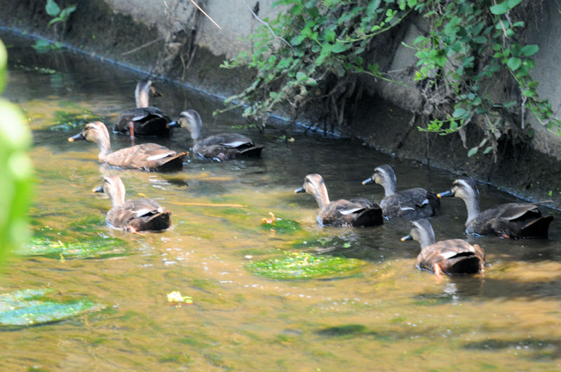 カルガモ家族　大谷川　八幡市　2022/08/03　Photo by Kohyuh
