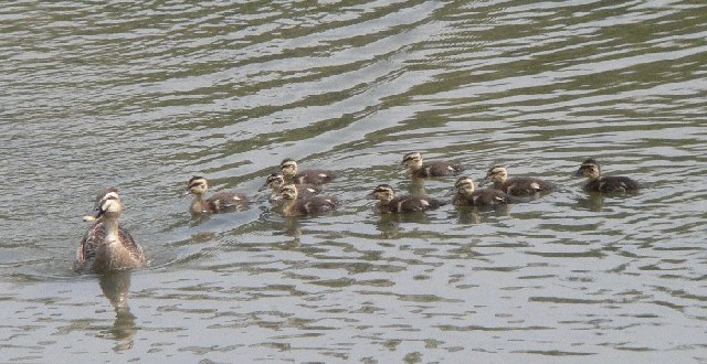 ③ カルガモ　親子　　八幡市　大谷川　2006/06/07　Photo by Takase