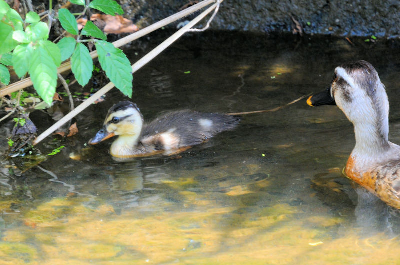 カルガモ親子　大谷川　八幡市　2023/08/02　Photo by Kohyuh