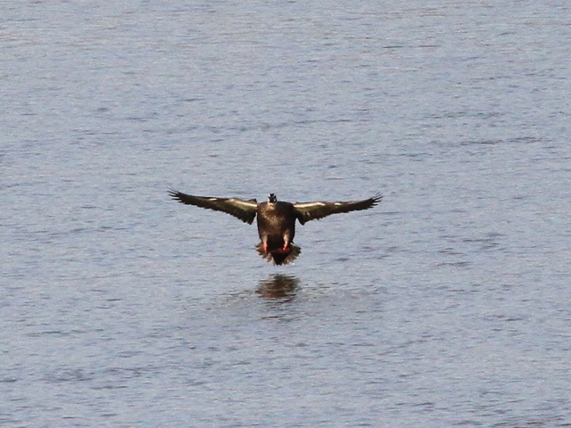 カルガモ　飛び姿　八幡市　川北公園 2014/10/08　Photo by Manda