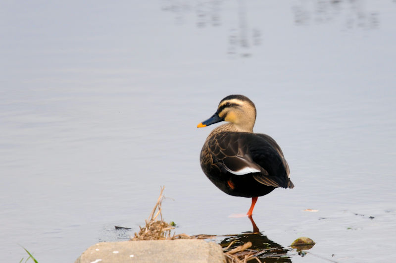 カルガモ　船橋川　枚方市　2019/11/17　Photo by Kohyuh