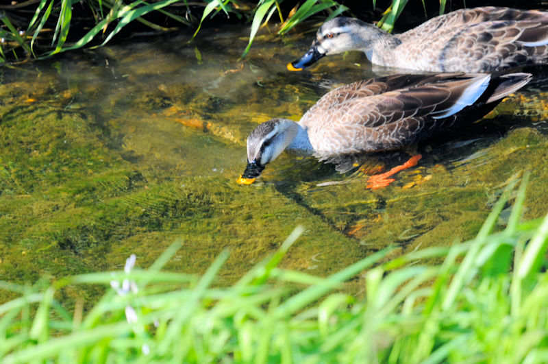 カルガモ（ペア） 船橋川 枚方市 2020/04/04　Photo by Kohyuh