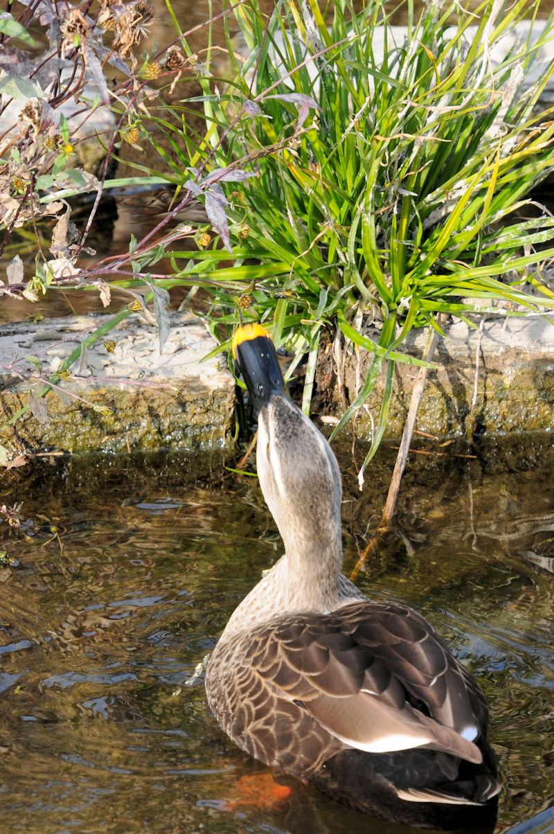 カルガモ（２態）　船橋川　枚方市　2020/12/10　Photo by Kohyuh