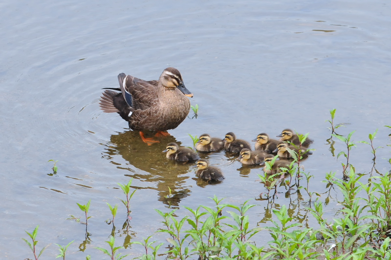 大谷川のカルガモ親子 （９態-1）　大谷川　八幡市　2015/06/02　Photo by Takase