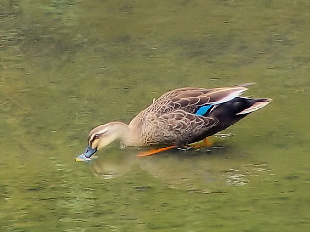 ① 《カルガモ　成鳥》　　八幡市　大谷川　2003/05/06　Photo by Kohyuh