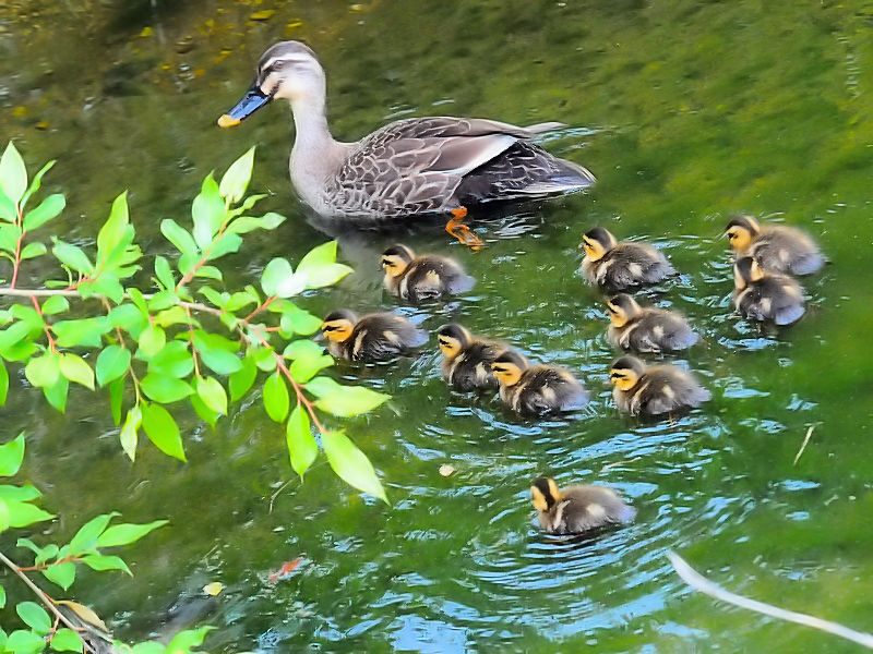カルガモ親子　船橋川　枚方市　2018/05/06　Photo by Kohyuh