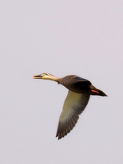 ⑤ カルガモ　成鳥　枚方市　淀川左岸　2010/04/03　Photo by Kohyuh