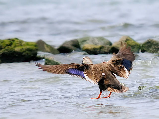 ⑥ カルガモ　成鳥　大阪市　淀川左岸　2012/05/13　Photo by Kohyuh