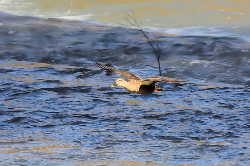 カルガモ（２態-2）　鴨川　京都市　2017/11/01　Photo by Kohyuh