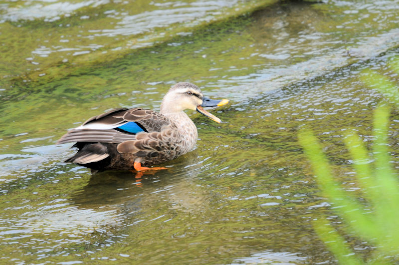 カルガモ　船橋川　枚方市　2020/09/26　Photo by Kohyuh