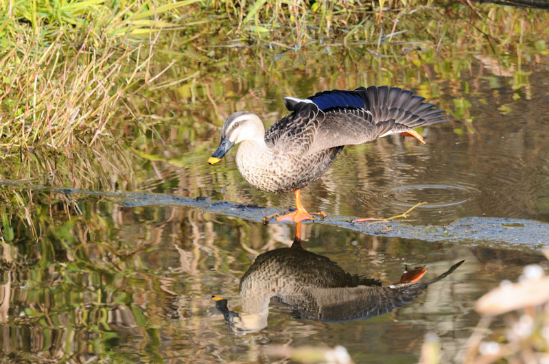 カルガモ（２態）　船橋川　枚方市　2020/12/10　Photo by Kohyuh