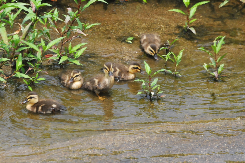 大谷川のカルガモ親子 （９態-2）　大谷川　八幡市　2015/06/02　Photo by Takase