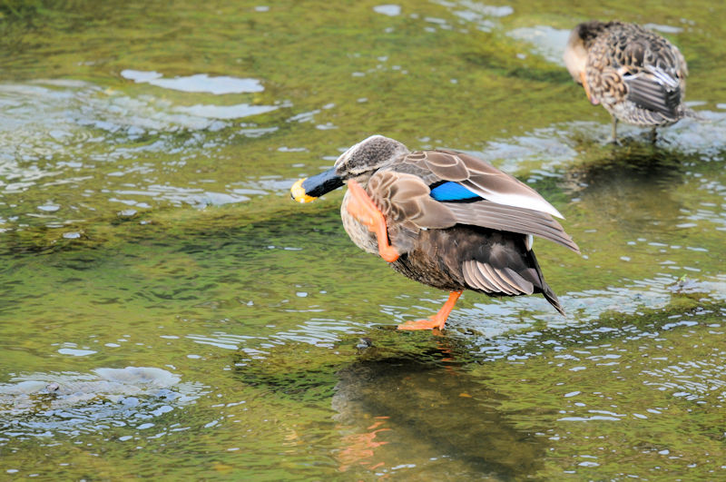 カルガモ　船橋川　枚方市　2020/09/26　Photo by Kohyuh