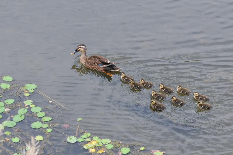 大谷川のカルガモ親子 （９態-3）　大谷川　八幡市　2015/06/02　Photo by Takase