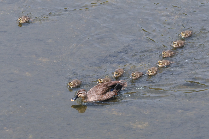大谷川のカルガモ親子 （９態-4）　大谷川　八幡市　2015/06/02　Photo by Takase